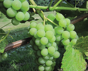 Prekyba vynuogių sodinukais - Aplinka, sodas - 3 Aplinka, sodas - Prekyba vynuogių sodinukais - 3