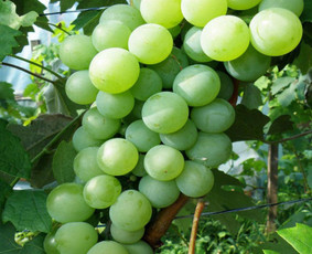 Prekyba vynuogių sodinukais - Aplinka, sodas - 2 Aplinka, sodas - Prekyba vynuogių sodinukais - 2