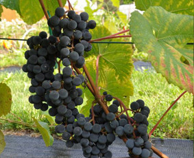 Prekyba vynuogių sodinukais - Aplinka, sodas - 1 Aplinka, sodas - Prekyba vynuogių sodinukais - 1