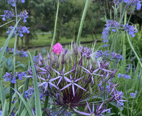 Apželdinimo darbai, laistymo sistemos įrengimas - Alpinariumų, gėlynų įrengimas - 3 Alpinariumų, gėlynų įrengimas - Apželdinimo darbai, laistymo sistemos įrengimas - 3