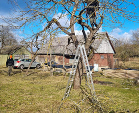 Medžių pjovimas-genėjimas/gyvatvorių karpymas / MB Medžio Kvapas / Darbų pavyzdys ID 2617118