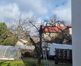 Medžių pjovimas-genėjimas / MB Medžio Kvapas / Darbų pavyzdys ID 2617130