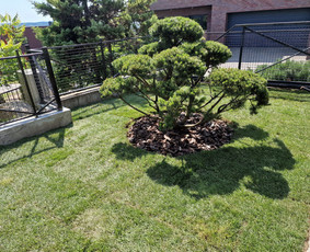 Gerbūvio ir arborizmo paslaugos / Laurynas / Darbų pavyzdys ID 2619326