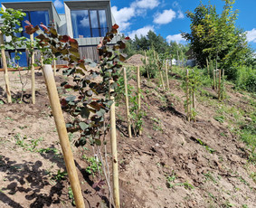 Gerbūvio ir arborizmo paslaugos / Laurynas / Darbų pavyzdys ID 2619346