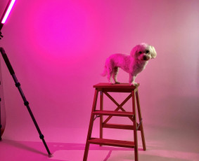 Fotostudijos - Profesionalios studijinės foto įrangos nuoma Klaipėdoje - 3