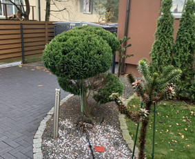 Genėjimas, apželdinimas ir kiti aplinkotvarkos darbai / Dainius Kubilius / Darbų pavyzdys ID 2621400