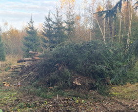 Apleistų sklypų tvarkymas: krūmų frezavimas,kelmų naikinimas / UAB "Aplinkos tvarkymas" / Darbų pavyzdys ID 2624254