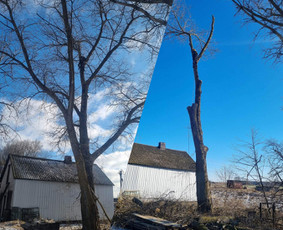 Medžių pjovimas-genėjimas/gyvatvorių karpymas / MB Medžio Kvapas / Darbų pavyzdys ID 2626170