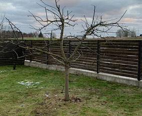 Genėjimas, apželdinimas ir kiti aplinkotvarkos darbai / Dainius Kubilius / Darbų pavyzdys ID 2634530