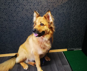 Šunų kirpykla Bella / Šunų kirpykla Bella / Darbų pavyzdys ID 2646903
