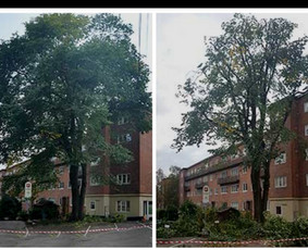 Medžių genėjimas, Medžių pjiovimas / Alytaus medkirtys / Darbų pavyzdys ID 2662523