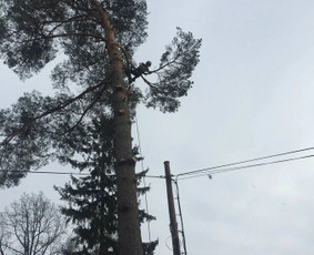 Medžių genėjimas, Medžių pjiovimas / Alytaus medkirtys / Darbų pavyzdys ID 2662701