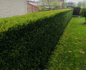 Aplinkos tvarkymas, želdinių formavimas ir kiti darbai / Aplinka gražiai / Darbų pavyzdys ID 2663061