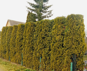 Aplinkos tvarkymas, želdinių formavimas ir kiti darbai / Aplinka gražiai / Darbų pavyzdys ID 2663069