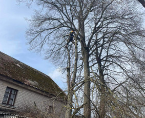 Medžių pjovimas-genėjimas/gyvatvorių karpymas / MB Medžio Kvapas / Darbų pavyzdys ID 2682545