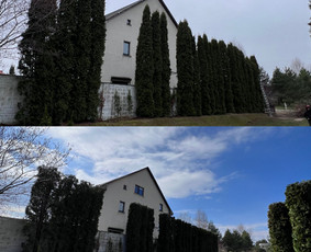 Medžių pjovimas-genėjimas / MB Medžio Kvapas / Darbų pavyzdys ID 2687207