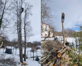 Medžių pjovimas-genėjimas/gyvatvorių karpymas / MB Medžio Kvapas / Darbų pavyzdys ID 2687263