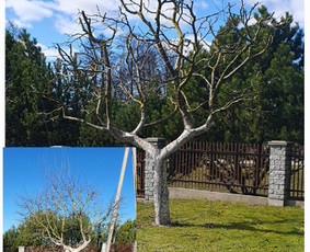 Medžių genėjimas, Medžių pjiovimas / Alytaus medkirtys / Darbų pavyzdys ID 2687937