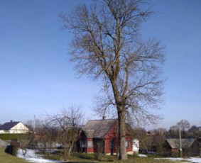 Arboristo Paslaugos.avarinių medžių pjovimas-aplinkos darbai / Rolandas Surdokas / Darbų pavyzdys ID 2691465