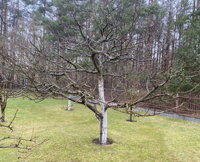 Arboristo Paslaugos.avarinių medžių pjovimas-aplinkos darbai / Rolandas Surdokas / Darbų pavyzdys ID 2691779