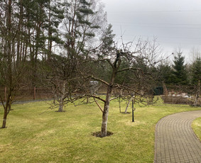 Arboristo Paslaugos.avarinių medžių pjovimas-aplinkos darbai / Rolandas Surdokas / Darbų pavyzdys ID 2691781