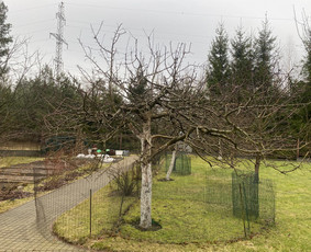Arboristo Paslaugos.avarinių medžių pjovimas-aplinkos darbai / Rolandas Surdokas / Darbų pavyzdys ID 2691783