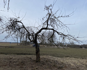 Arboristo Paslaugos.avarinių medžių pjovimas-aplinkos darbai / Rolandas Surdokas / Darbų pavyzdys ID 2691787
