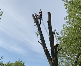 Arboristo Paslaugos.avarinių medžių pjovimas-aplinkos darbai - Šakų smulkinimas - 4 Šakų smulkinimas - Arboristo Paslaugos.avarinių medžių pjovimas-aplinkos darbai - 4