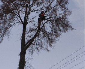 Medžio pjovimas prie elektros laidų