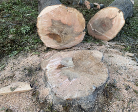 Arboristo Paslaugos.avarinių medžių pjovimas-aplinkos darbai / Rolandas Surdokas / Darbų pavyzdys ID 2691805
