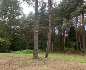 Arboristo Paslaugos.avarinių medžių pjovimas-aplinkos darbai / Rolandas Surdokas / Darbų pavyzdys ID 2691813