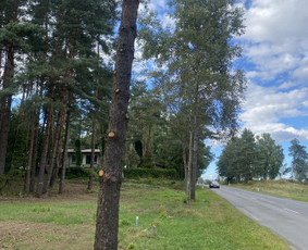 Arboristo Paslaugos.avarinių medžių pjovimas-aplinkos darbai / Rolandas Surdokas / Darbų pavyzdys ID 2691815