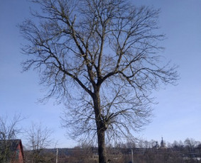 Arboristo Paslaugos.avarinių medžių pjovimas-aplinkos darbai / Rolandas Surdokas / Darbų pavyzdys ID 2691833