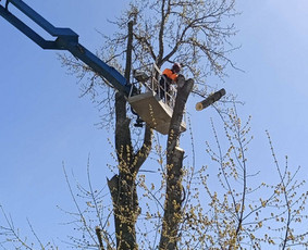 Arboristo Paslaugos.avarinių medžių pjovimas-aplinkos darbai / Rolandas Surdokas / Darbų pavyzdys ID 2691847