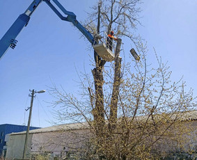 Arboristo Paslaugos.avarinių medžių pjovimas-aplinkos darbai / Rolandas Surdokas / Darbų pavyzdys ID 2691849