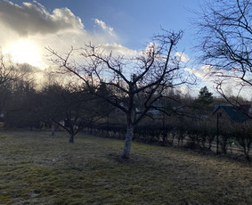 Arboristo Paslaugos.avarinių medžių pjovimas-aplinkos darbai / Rolandas Surdokas / Darbų pavyzdys ID 2691863
