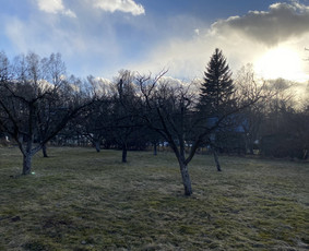 Arboristo Paslaugos.avarinių medžių pjovimas-aplinkos darbai / Rolandas Surdokas / Darbų pavyzdys ID 2691865