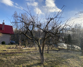 Arboristo Paslaugos.avarinių medžių pjovimas-aplinkos darbai / Rolandas Surdokas / Darbų pavyzdys ID 2691869