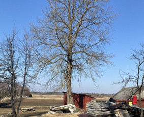 Arboristo Paslaugos.avarinių medžių pjovimas-aplinkos darbai / Rolandas Surdokas / Darbų pavyzdys ID 2691871