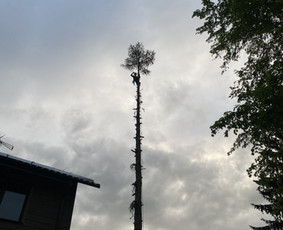 Arboristo Paslaugos.avarinių medžių pjovimas-aplinkos darbai - Šakų smulkinimas - 1 Šakų smulkinimas - Arboristo Paslaugos.avarinių medžių pjovimas-aplinkos darbai - 1