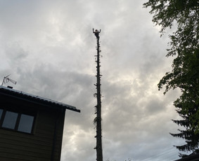 Arboristo Paslaugos.avarinių medžių pjovimas-aplinkos darbai - Šakų smulkinimas - 2 Šakų smulkinimas - Arboristo Paslaugos.avarinių medžių pjovimas-aplinkos darbai - 2