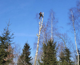 Arboristo Paslaugos.avarinių medžių pjovimas-aplinkos darbai / Rolandas Surdokas / Darbų pavyzdys ID 2691893