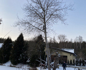 Arboristo Paslaugos.avarinių medžių pjovimas-aplinkos darbai / Rolandas Surdokas / Darbų pavyzdys ID 2691899