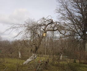 Vaismedziu Genejimas / Lina / Darbų pavyzdys ID 2693353