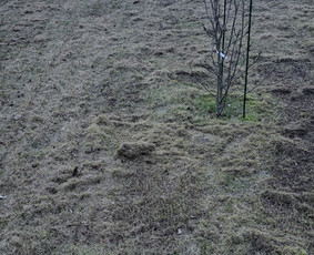 Žolės pjovimas, aeravimas, daugiabučių kiemų priežiūra. / MB Dgaid Group / Darbų pavyzdys ID 2693927