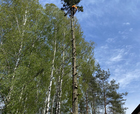 Arboristo Paslaugos.avarinių medžių pjovimas-aplinkos darbai / Rolandas Surdokas / Darbų pavyzdys ID 2695211