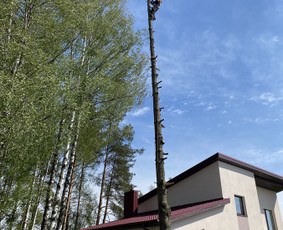 Arboristo Paslaugos.avarinių medžių pjovimas-aplinkos darbai / Rolandas Surdokas / Darbų pavyzdys ID 2695213