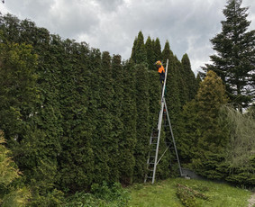 Arboristo Paslaugos.avarinių medžių pjovimas-aplinkos darbai / Rolandas Surdokas / Darbų pavyzdys ID 2695221