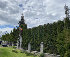 Arboristo Paslaugos.avarinių medžių pjovimas-aplinkos darbai / Rolandas Surdokas / Darbų pavyzdys ID 2695223