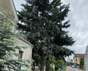 Arboristo Paslaugos.avarinių medžių pjovimas-aplinkos darbai / Rolandas Surdokas / Darbų pavyzdys ID 2695225
